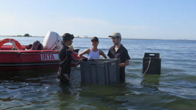 Investigadores de l’IRTA i altres entitats van participar en el rescat de les nacres al delta de l’Ebre. Foto: IRTA