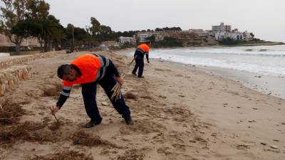 La brigada municipal de Altafulla recogiendo los restos de vegetación que han quedado esparcidos por toda la playa. Foto: ACN