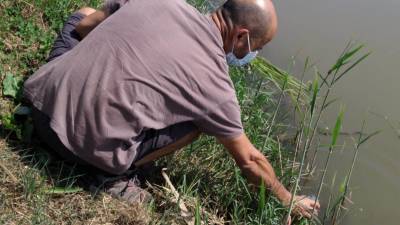 Un tècnic prenent mostres d’aigua per detectar ADN de granota toro, el passat mes de juliol. FOTO: PARC NATURAL DEL DELTA DE L’EBRE