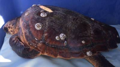 Exemplar de tortuga portat per uns pescadors fins al port de la Ràpita i que s'ha pogut salvar.