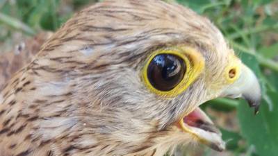 Primer plano de un cernícalo recuperado en el Centro de Fauna de Torreferrussa. ACN