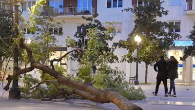 Un arbre caigut a la plaça Verdaguer de Tarragona. FOTO: Alfredo González