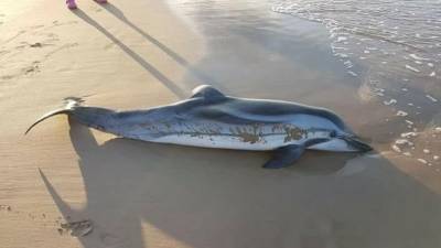 El delfín listado en la Platja Llarga, esta mañana.