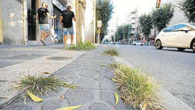 Las llamadas malas hierbas sirven de alimento para muchas aves e insectos de nuestra ciudad. foto: Pere Ferré