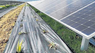 Agrivoltaica: hacer compatible tierra agrícola y energía solar