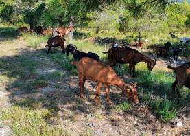 Un ramat de cabres netejant els vorals del camí de Montagut, a Querol. Foto: Ajuntament de Querol/DT