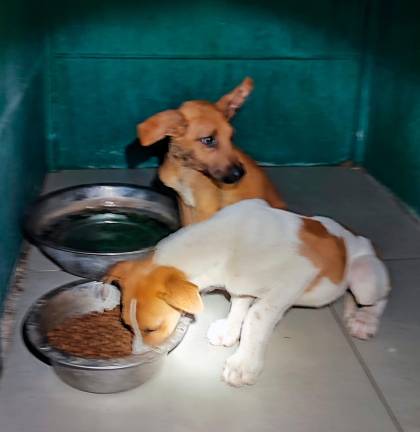 La policía asegura que ambos presentaban síntomas de abandono y estaban muy desnutridos. FOTO: Policia Local de Cambrils