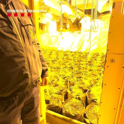 Detenida una pareja en Calafell con 1.130 plantas de marihuana