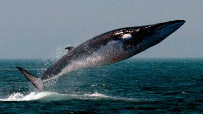 El rorcual es la ballena más grande que hay en el Mediterráneo. foto: DT