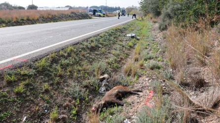 El jabalí muerto que causó el accidente de tráfico en la carretera de Reus a Cambrils. Foto: Alba Mariné