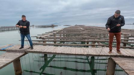 Prova pilot de cultiu d’algues al delta de l’Ebre, l’any passat. Foto: Joan Revillas