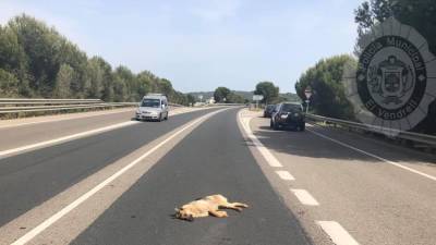 El animal muerto en la carretera.