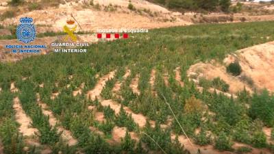 Desmantelada una red de tráfico de marihuana con ramificaciones en Tarragona