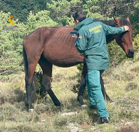 $!Uno de los equinos vivos localizados por la Benemérita. Foto: Guardia Civil