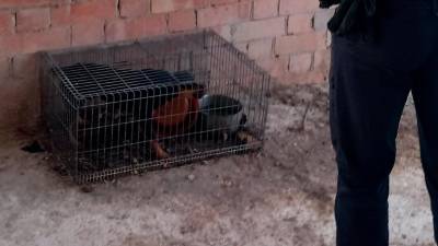 El caso denunciado entra dentro del maltrato animal. FOTO: CME