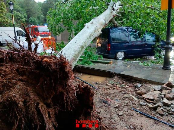 Arbre caigut sobre un cotxe a causa d’un temporal de pluja en un servei atès pels Bombers. Foto: Bombers de la Generalitat