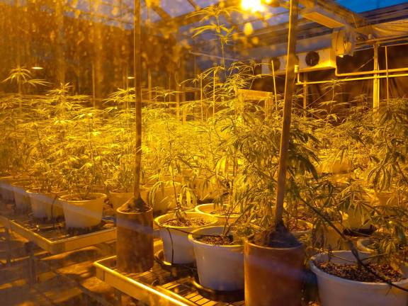El frau elèctric vinculat a les plantacions de marihuanna s’ha duplicat els darrers quatre anys. Foto: Getty images