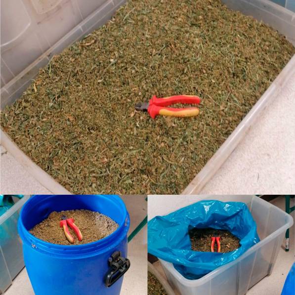 Imagen de la marihuana hallada en el interior de la nave. Foto: cedida Imagen de la marihuana hallada en el interior de la nave. Foto: cedida