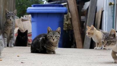 En El Vendrell hay unos 2.000 gatos callejeros.