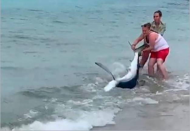El falso delfín que pedía ayuda en Tarragona y el tiburón inexistente en una playa de Cunit