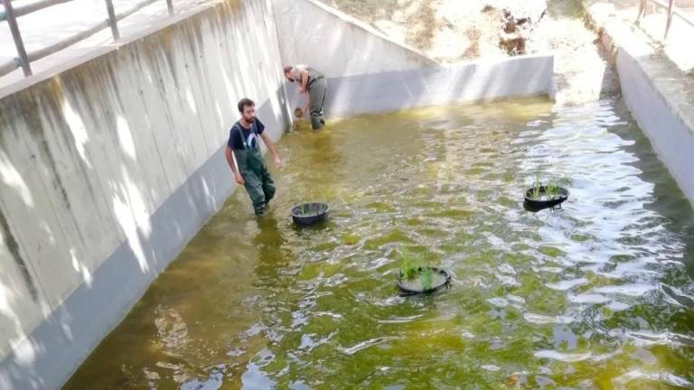 Impulsan la recuperación de anfibios en el Baix Penedès