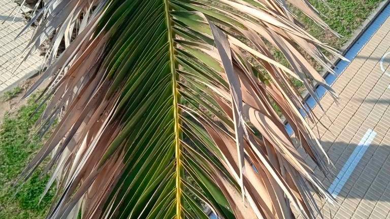 Mont-roig trata de salvar 71 palmeras afectadas por un hongo que las mata