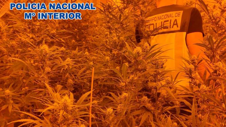 Halladas más de 5.000 plantas de marihuana en dos plantaciones en Tarragona