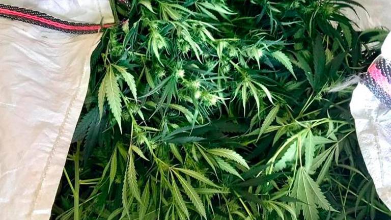 La marihuana intervinguda a Valls. FOTO: CME