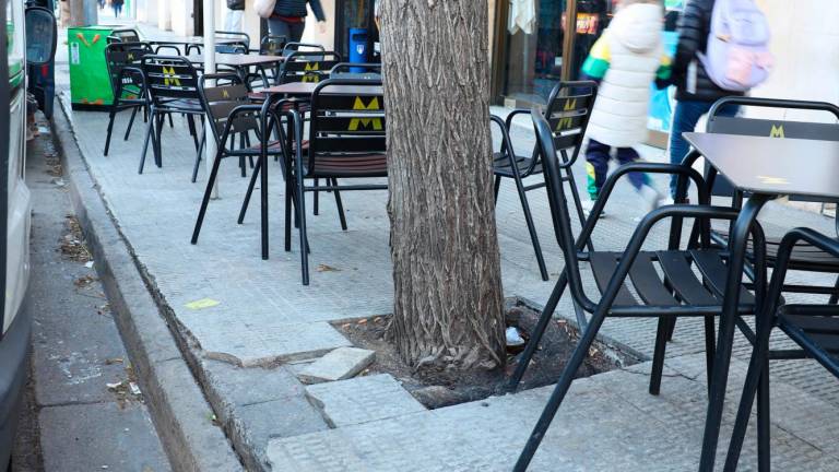 Unas raíces levantan una losa, en la avenida de M. Fortuny. Foto: A. M.