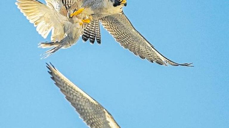 $!Los halcones peregrinos son grandes cazadores. foto: Ferran Aguilar