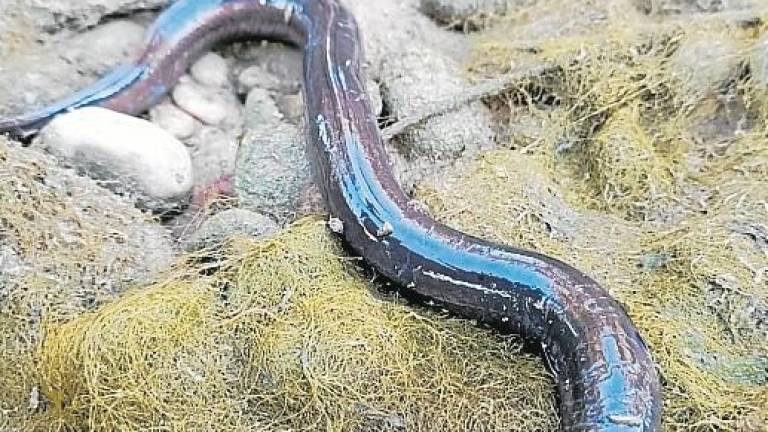 $!Muestra de las anguilas encontradas muertas en el río. FOTO: cedida
