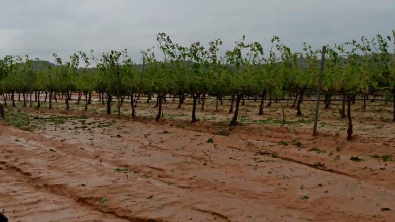 3.000 hectàrees de vinya a la Terra Alta han estat afectades per la pedregada