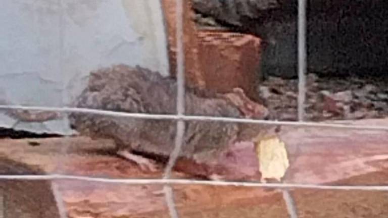 Detalle de una rata en la zona afectada de la ciudad. Foto: cedida
