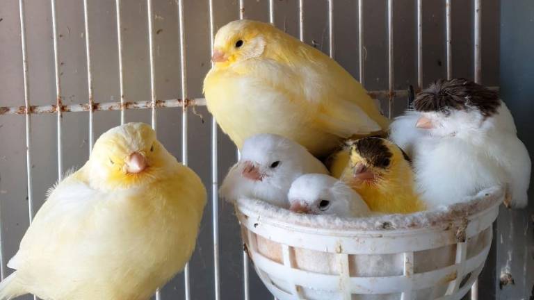 La mayoría de pájaros a concurso serán canarios. Foto: Cedida