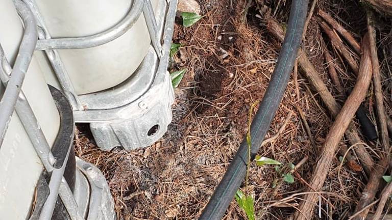 Algunos de los residuos que han dejado las plantaciones en el término de Querol. &nbsp;Foto: DT