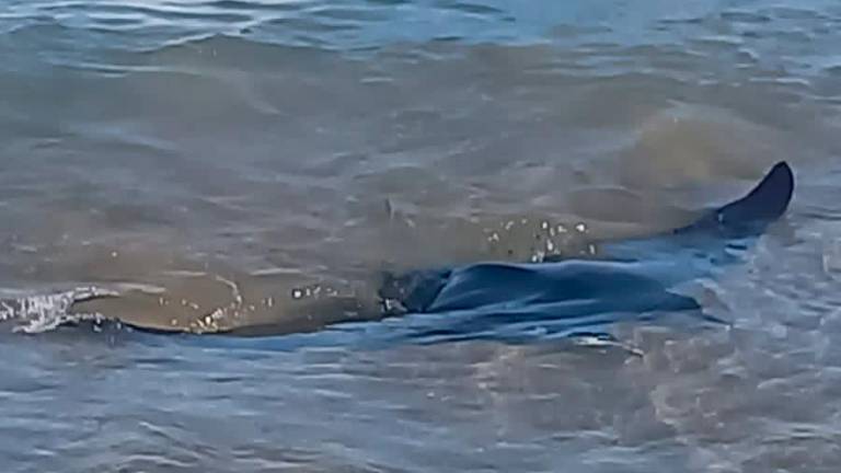 Bandera roja en la playa de La Pineda por la aparición de una mantarraya gigante