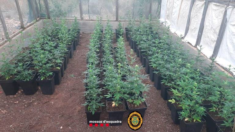 Se encontraron 120 plantas de marihuana. Foto: Mossos d’Esquadra