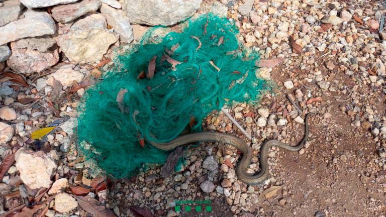 Imagen de la serpiente atrapada en la red. Foto: Agents Rurals