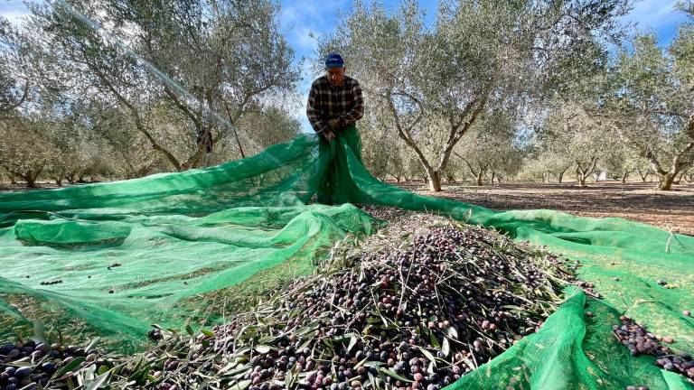 Un payés, trabajando en su finca ubicada en el término municipal de Riudoms. foto: alba mariné