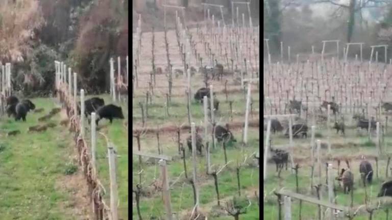 Jabalíes en campos de viñas de Sant Jaume dels Domenys.