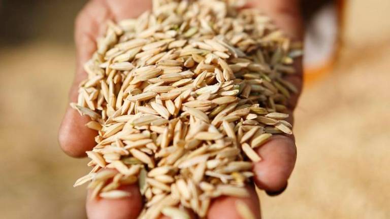 El arsénico se ha localizado en varias marcas de arroz integral. Foto: Cedida