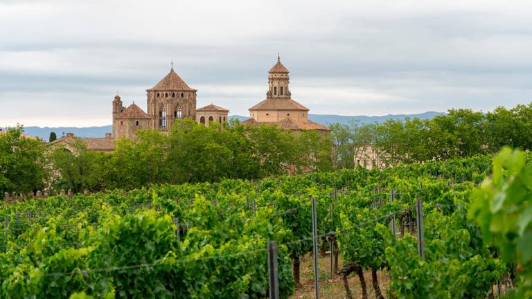 El monasterio de Poblet rodeado de viñas. FOTO: Santi García