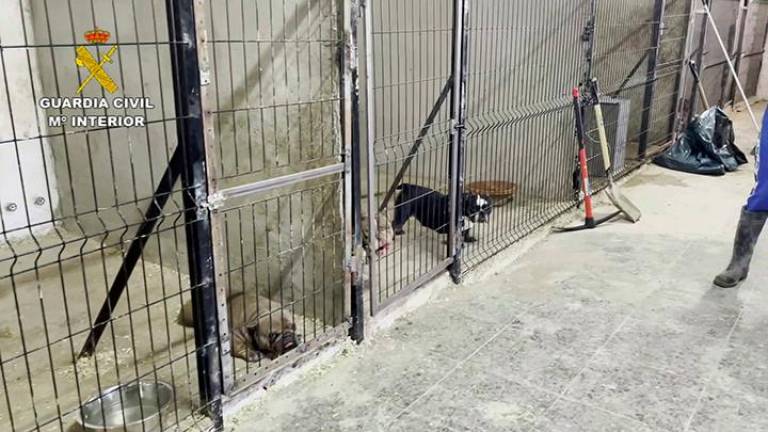 Se realizó una inspección en una finca frecuentada por la banda, hallándose un criadero ilegal de perros. Foto: Cedida