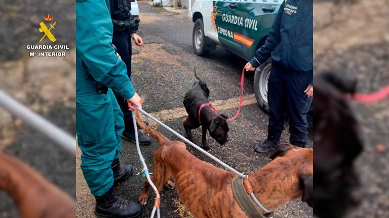 Los agentes encontraron a dos boxers desnutridos. Foto: Guardia Civil