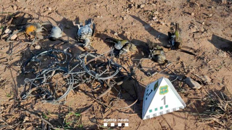 Denunciat per caçar ocells amb trampes il·legals al Montsià