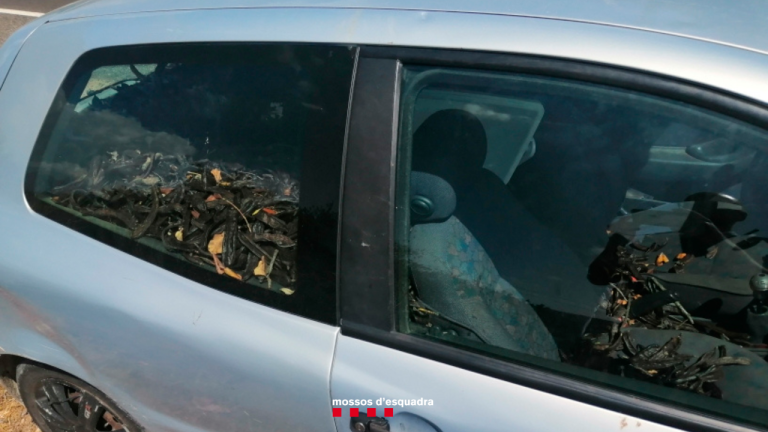 El cotxe ple de garrofes. Foto: Mossos d’Esquadra