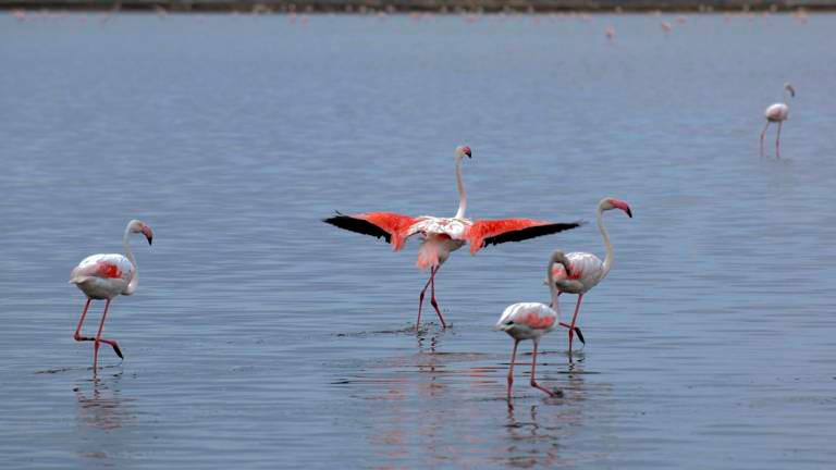 El Parc Natural del Delta de l’Ebre veurà com s’anellen 400 polls de flamencs