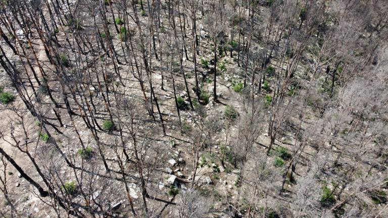 Los incendios en 2022 destaparon múltiples restos de huesos en Corbera d’Ebre. Foto: Cedida