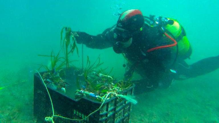 $!Calafell rastreará sus fondos marinos en busca de la vital planta posidonia