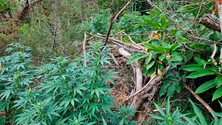 $!Desmantelada una gran plantación de marihuana en Prades